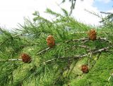 Larix gmelinii