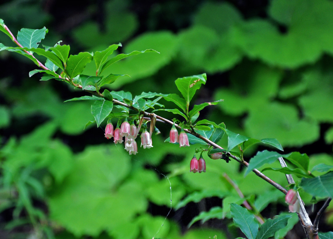 Image of Vaccinium arctostaphylos specimen.