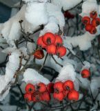 Crataegus submollis. Покрытые снегом соплодия. Подмосковье, г. Одинцово, придомовые посадки. Январь 2018 г.