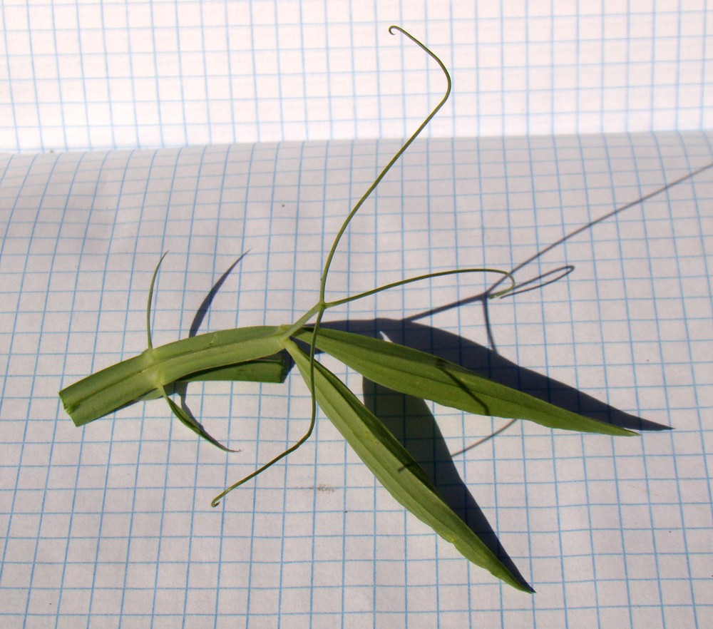 Изображение особи Lathyrus latifolius.