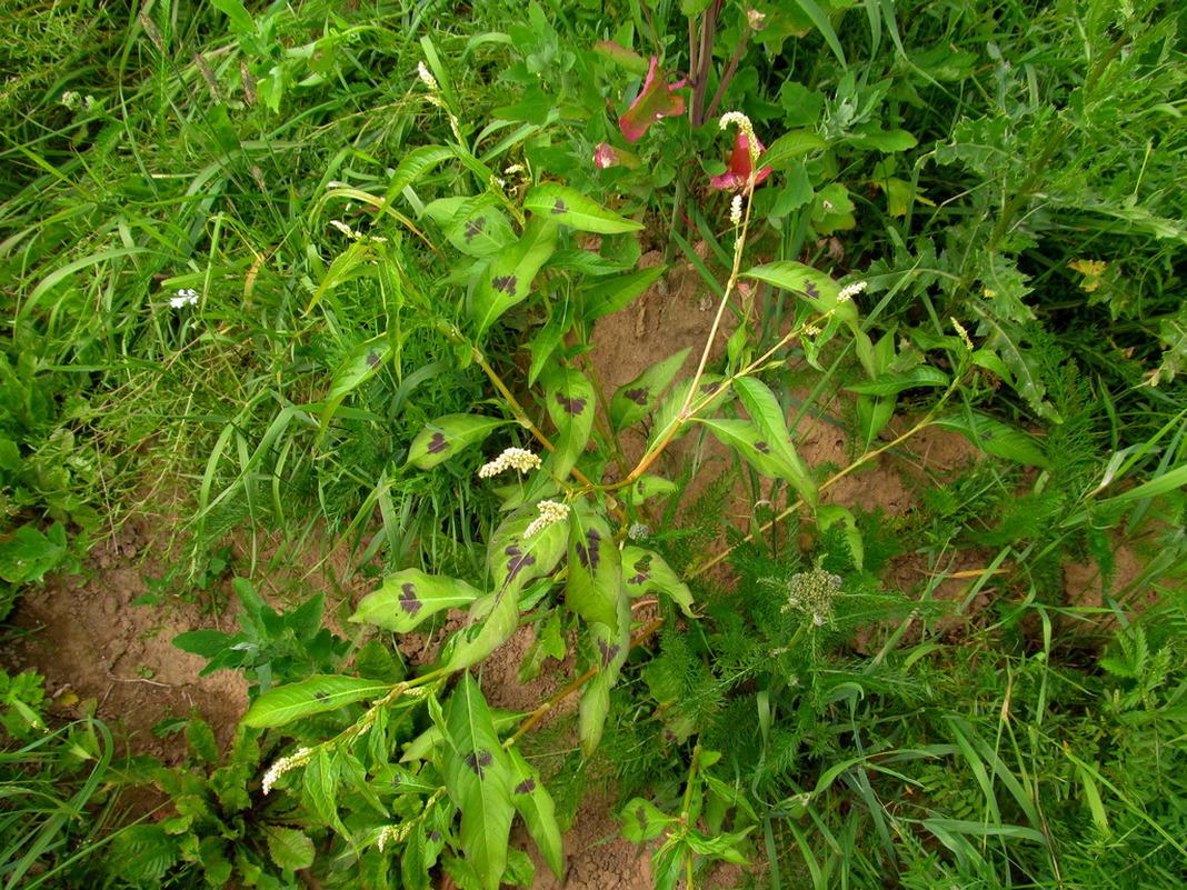 Изображение особи Persicaria lapathifolia.