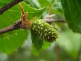 Betula lanata. Женская сережка. Магаданская обл., окр. г. Магадан, побережье бухты Нагаева, Морпортовская сопка, каменноберезняк. 12.06.2016.