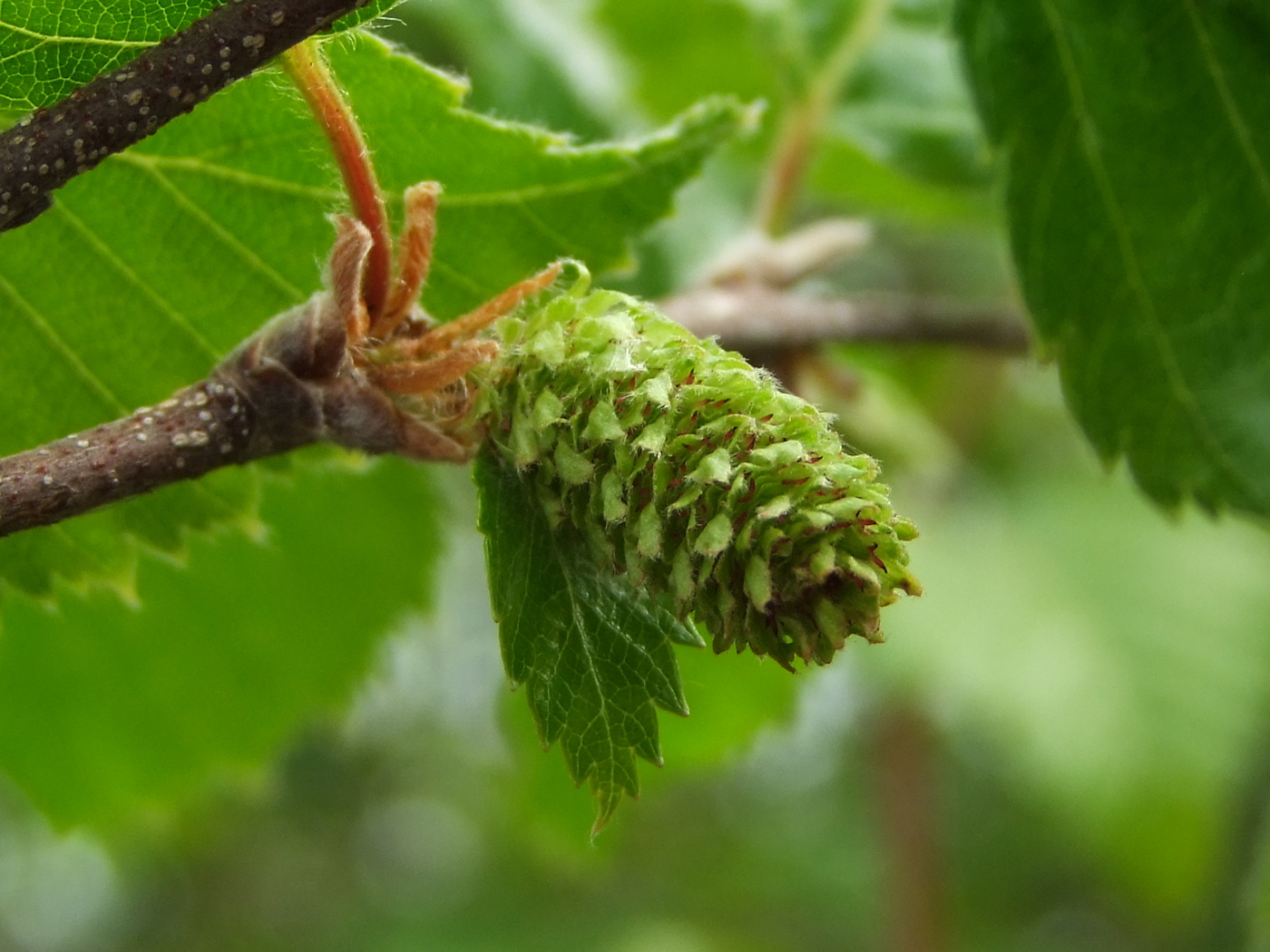 Изображение особи Betula lanata.