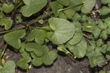 Ficaria stepporum. Листья. Саратов, Кумысная поляна, дачный участок. 07.05.2017.