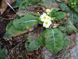 Primula vulgaris. Цветущее растение. Москва, Воробьевы горы, Ботанический сад МГУ, альпинарий. Растение происходит из окрестностей Гагры, Абхазия. 16.04.2018.