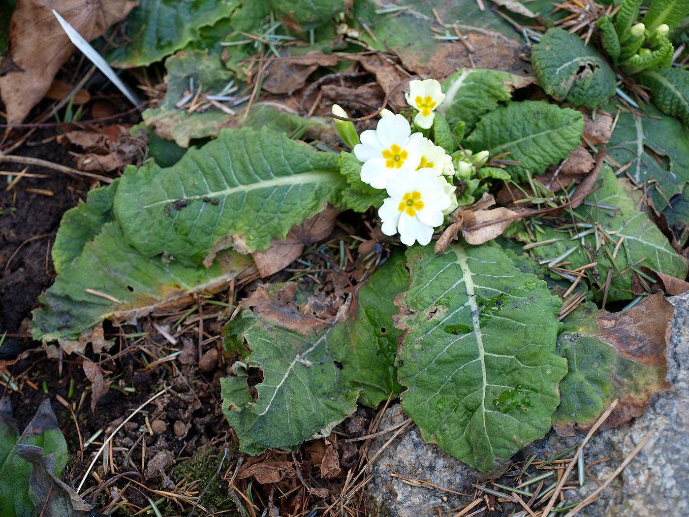 Image of Primula vulgaris specimen.