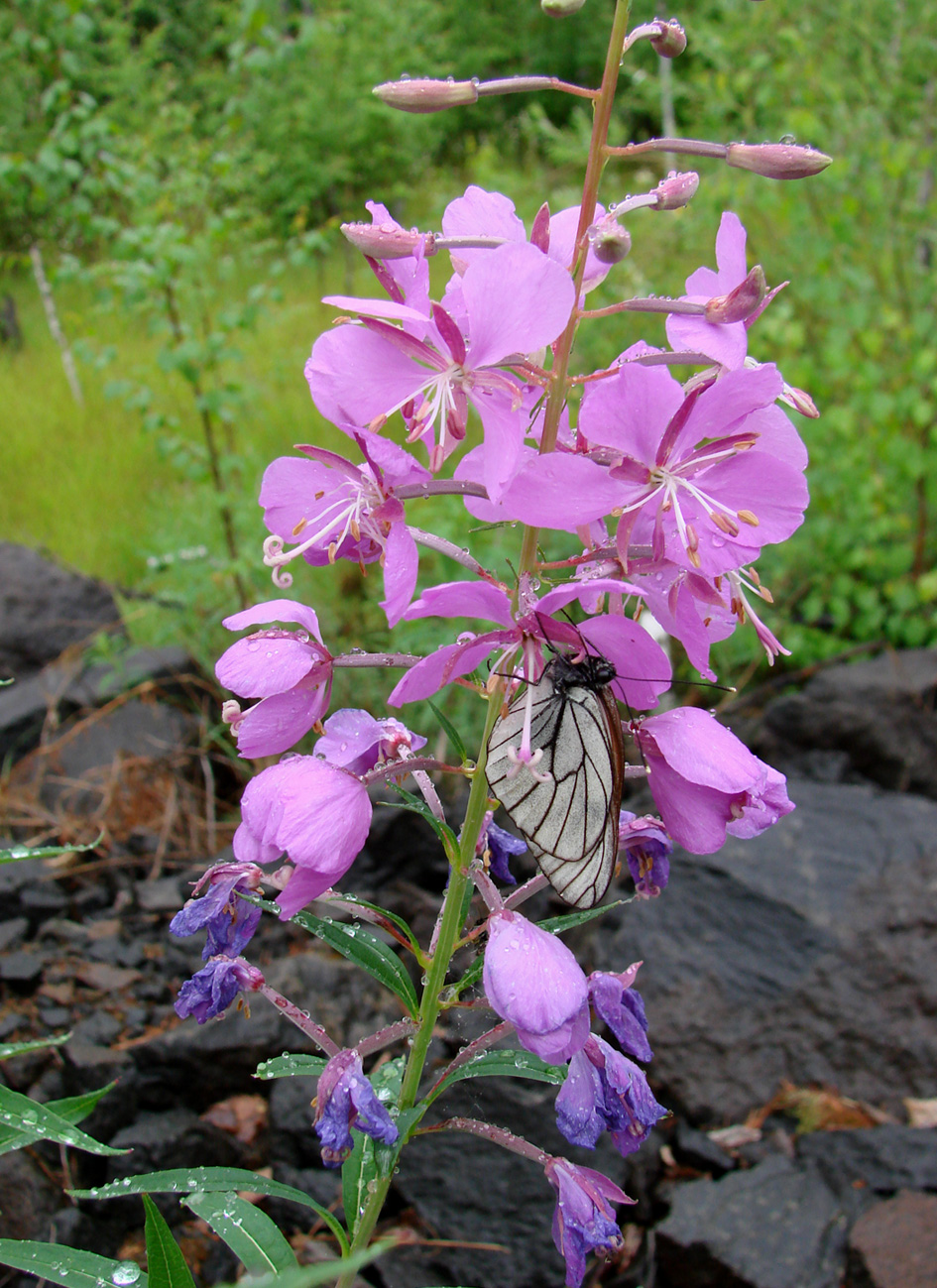 Изображение особи Chamaenerion angustifolium.