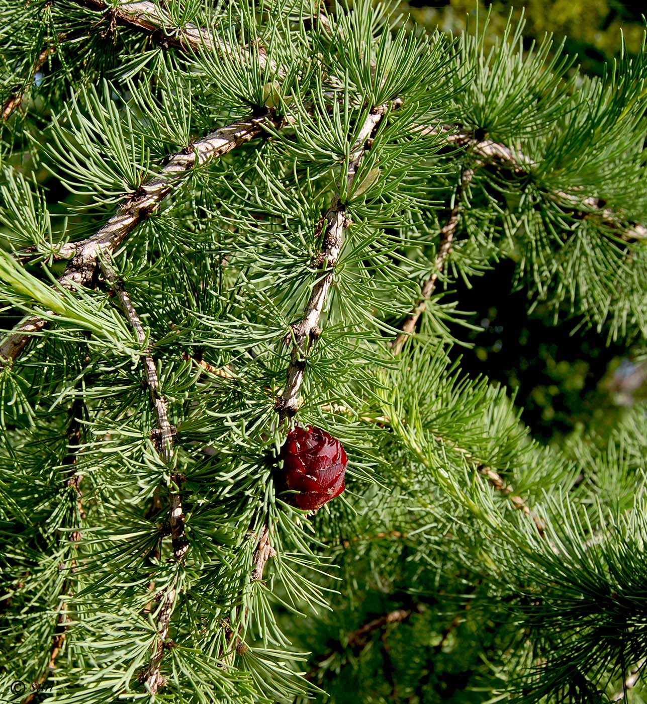 Image of Larix gmelinii specimen.