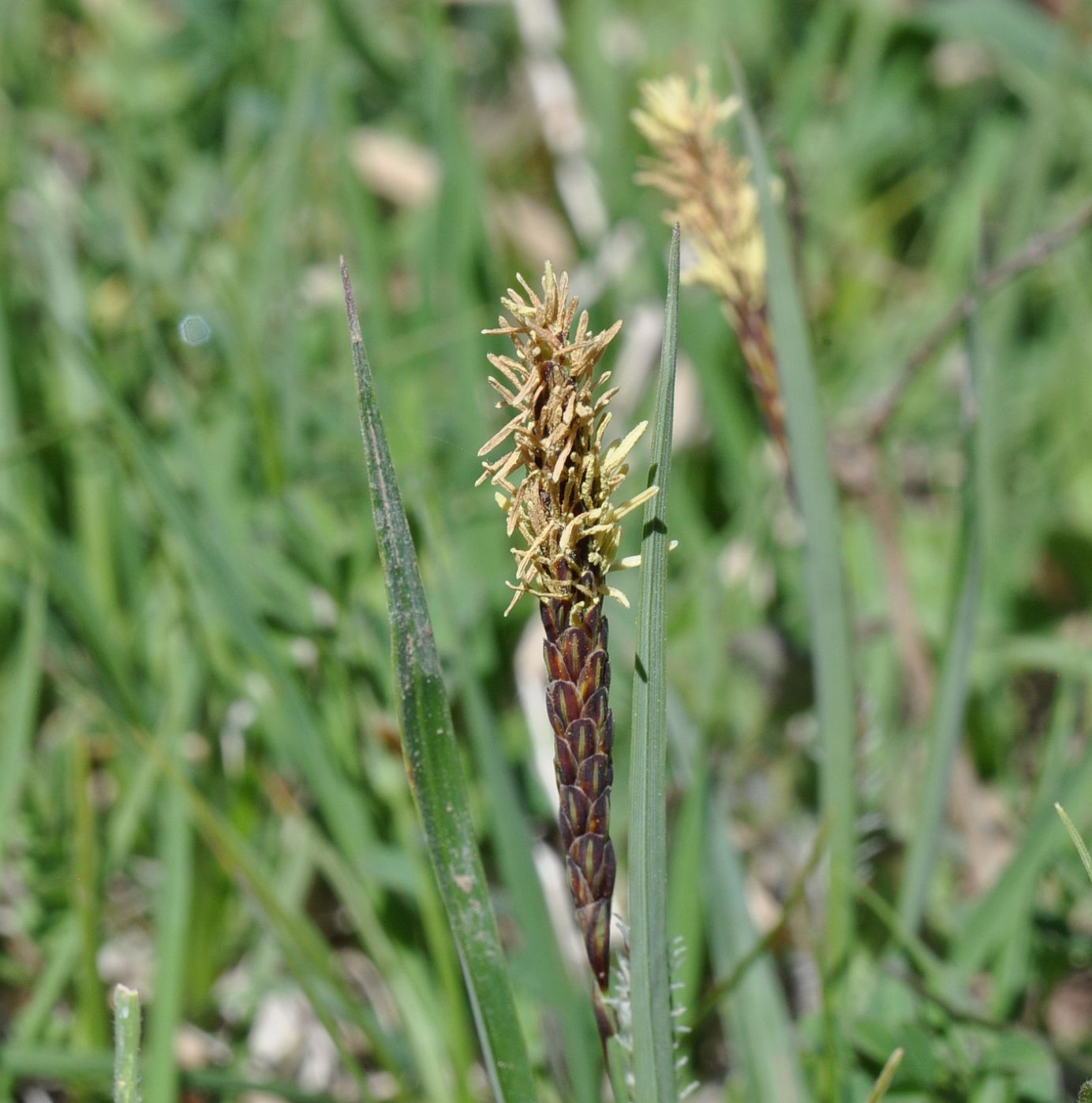 Image of genus Carex specimen.