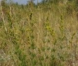Galium verum