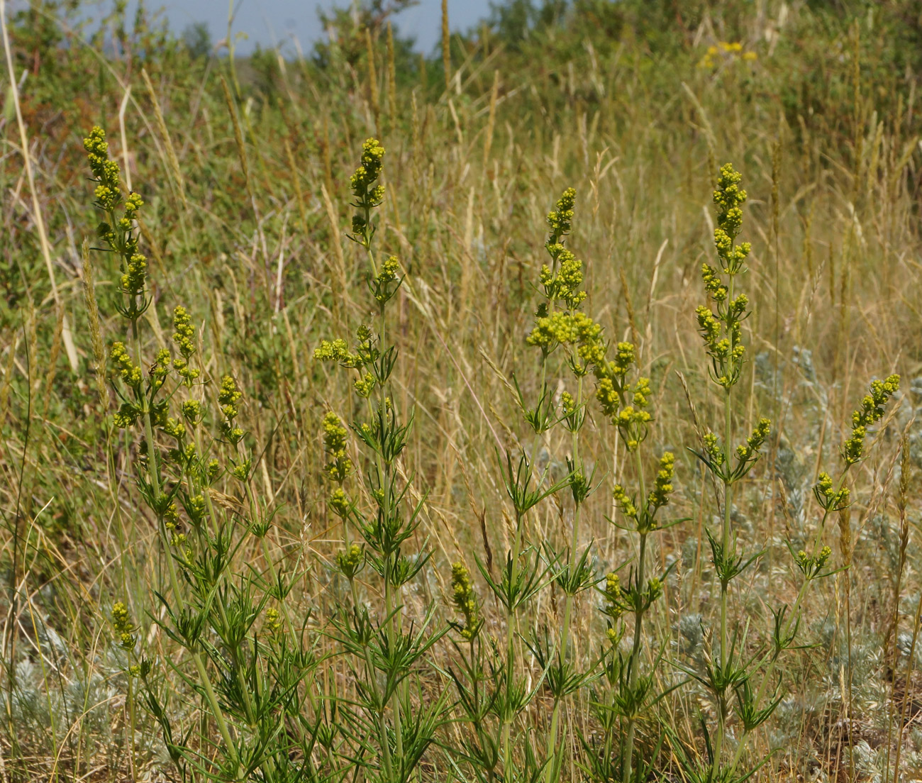 Изображение особи Galium verum.