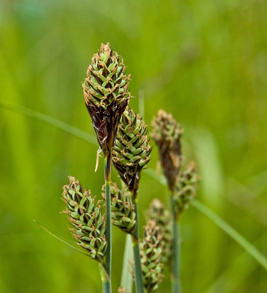 Image of Carex buxbaumii specimen.