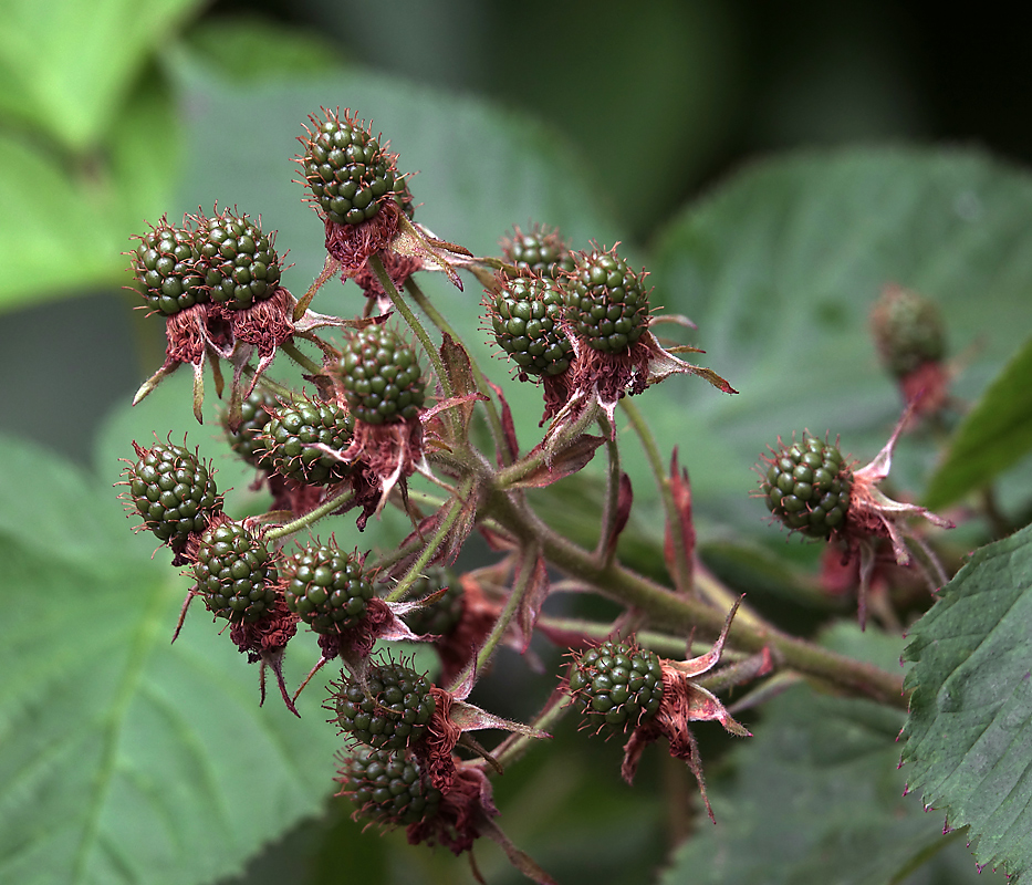 Изображение особи Rubus allegheniensis.