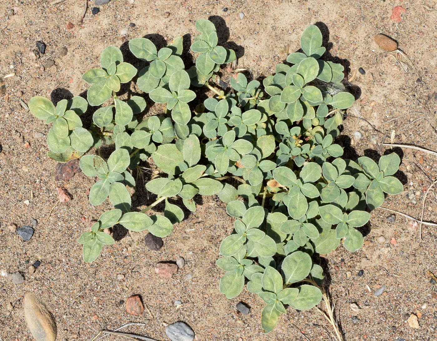 Image of Haplophyllum robustum specimen.