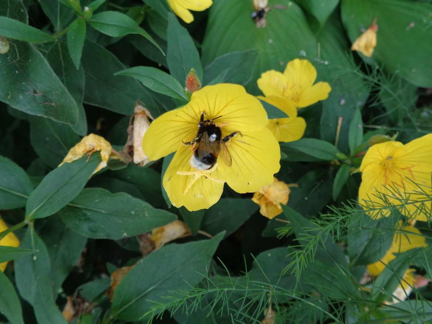 Image of Oenothera pilosella specimen.