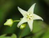 Vincetoxicum volubile
