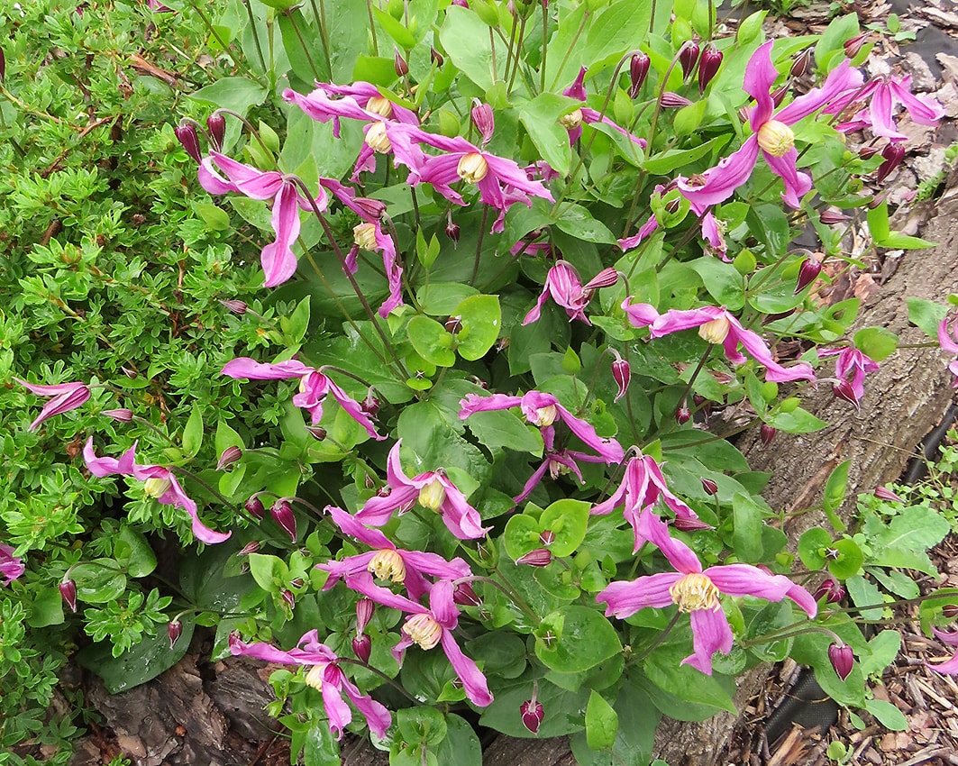 Image of Clematis integrifolia specimen.