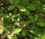genus Enkianthus. Часть веточки с прошлогодними и завязавшимися плодами. Крым, Южный Берег, Партенит, парк ЛОК \"Айвазовское\". 30.04.2018.