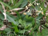 Plantago atrata