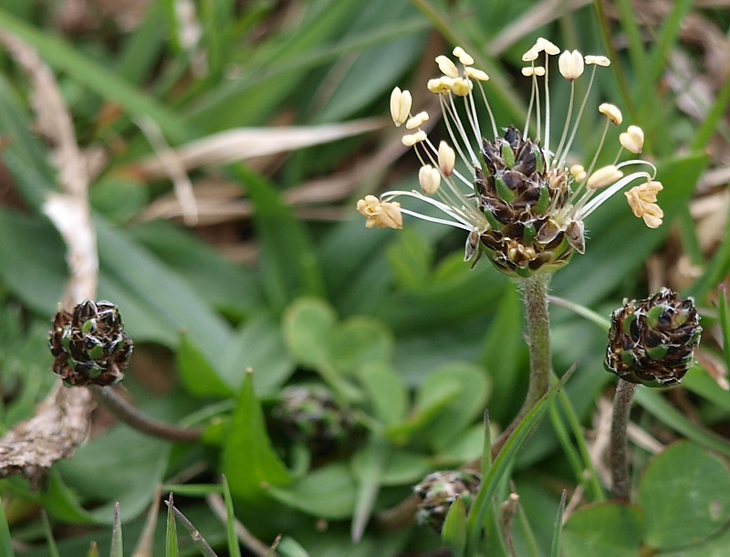 Image of Plantago atrata specimen.