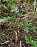 Corydalis begljanovae. Молодое растение в стадии бутонизации. Красноярский край, Ермаковский р-н, пос. Танзыбей, в культуре (взято из окр. пос. Танзыбей, берег р. Танзыбей, черневой смешанный лес). 24.04.2015.