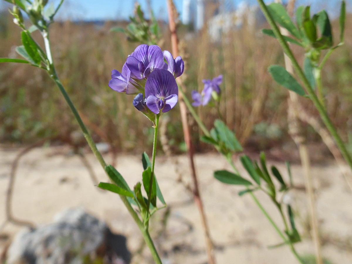 Изображение особи Medicago sativa.