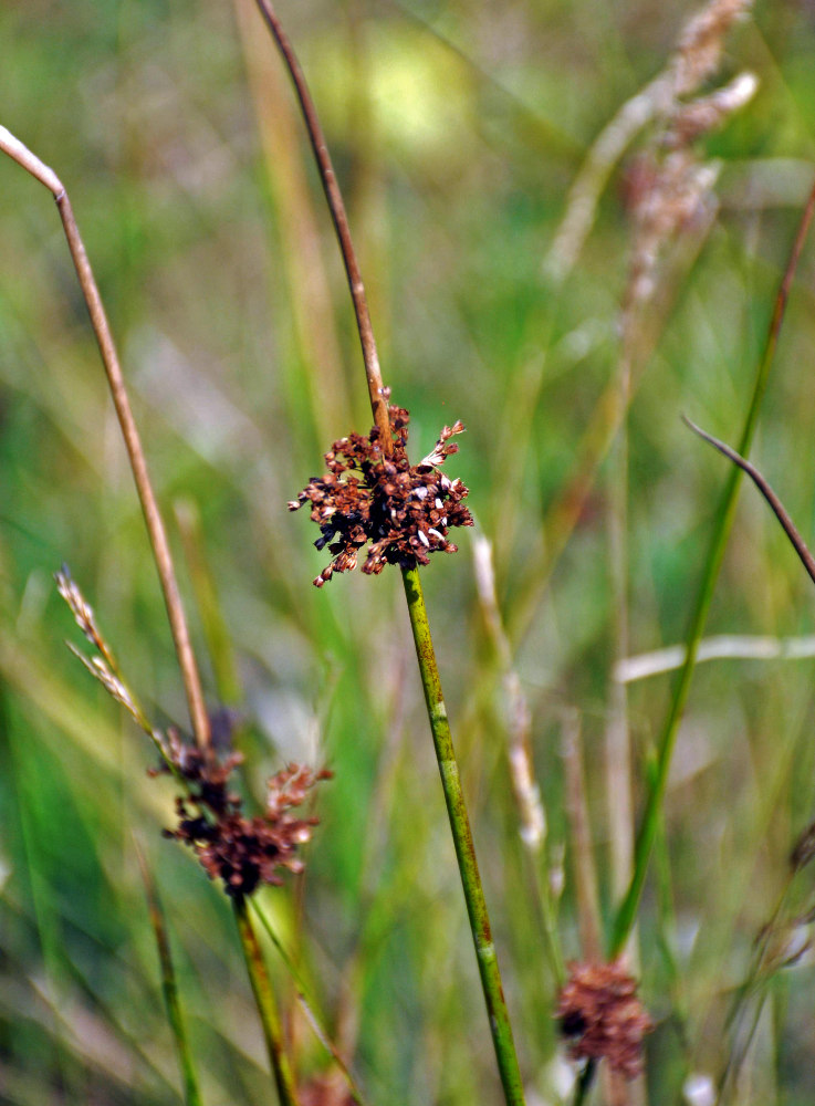 Изображение особи Juncus effusus.