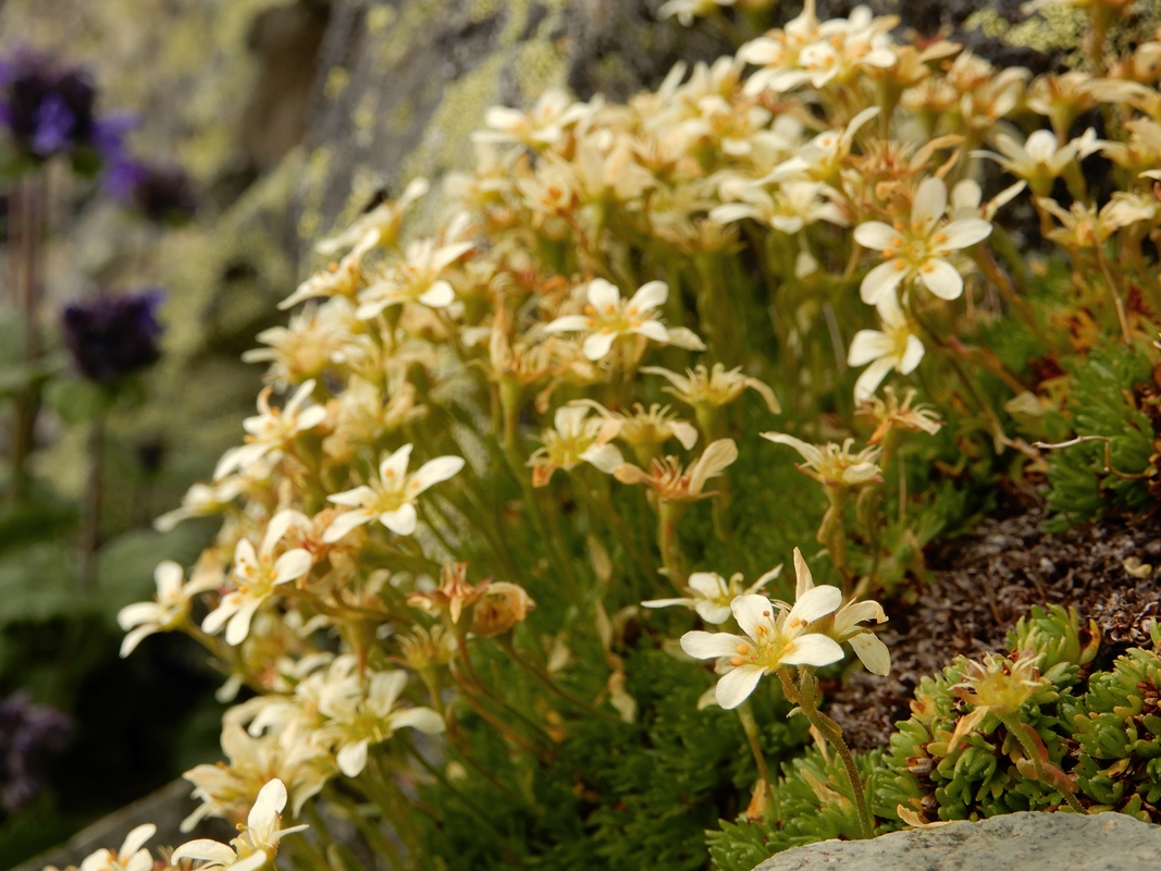 Изображение особи Saxifraga terektensis.