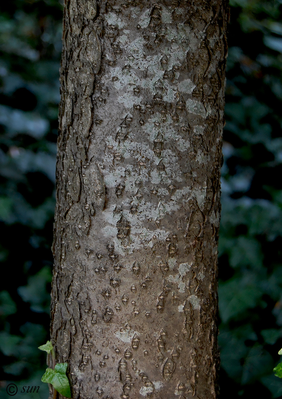 Image of Ilex aquifolium specimen.