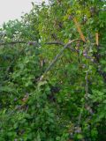 Prunus domestica