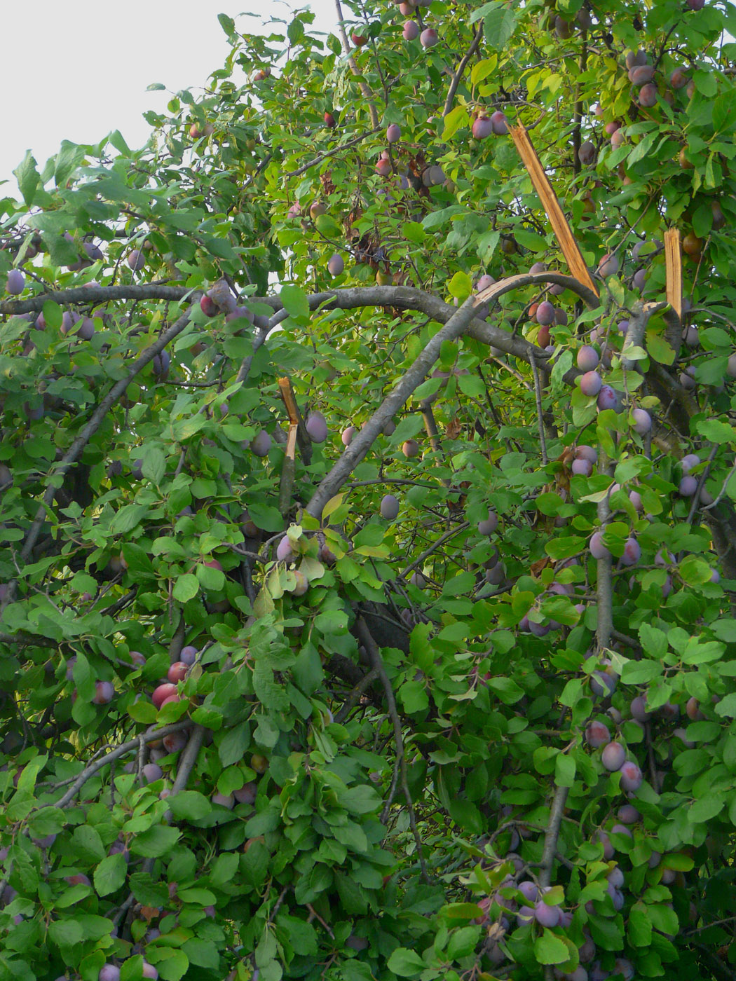 Изображение особи Prunus domestica.