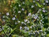 genus Goniolimon. Часть соцветия. Донецк, бот. сад. 16.06.2018.