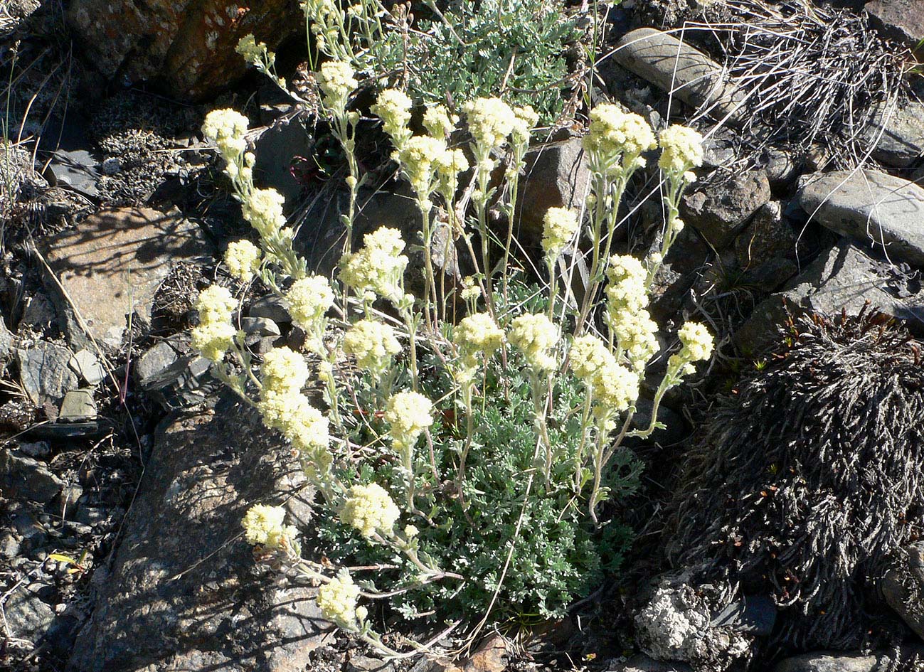 Image of Artemisia glomerata specimen.