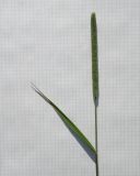 Image of taxon representative. Author is Андрей Любченко