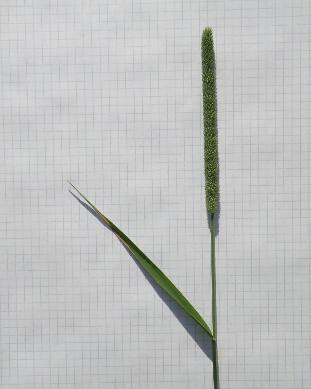 Image of Phleum pratense specimen.