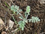 семейство Asteraceae. Вегетирующее растение. Иркутская обл., Боханский р-н, окр. с. Бохан, редкий смешанный лес. 06.05.2018.