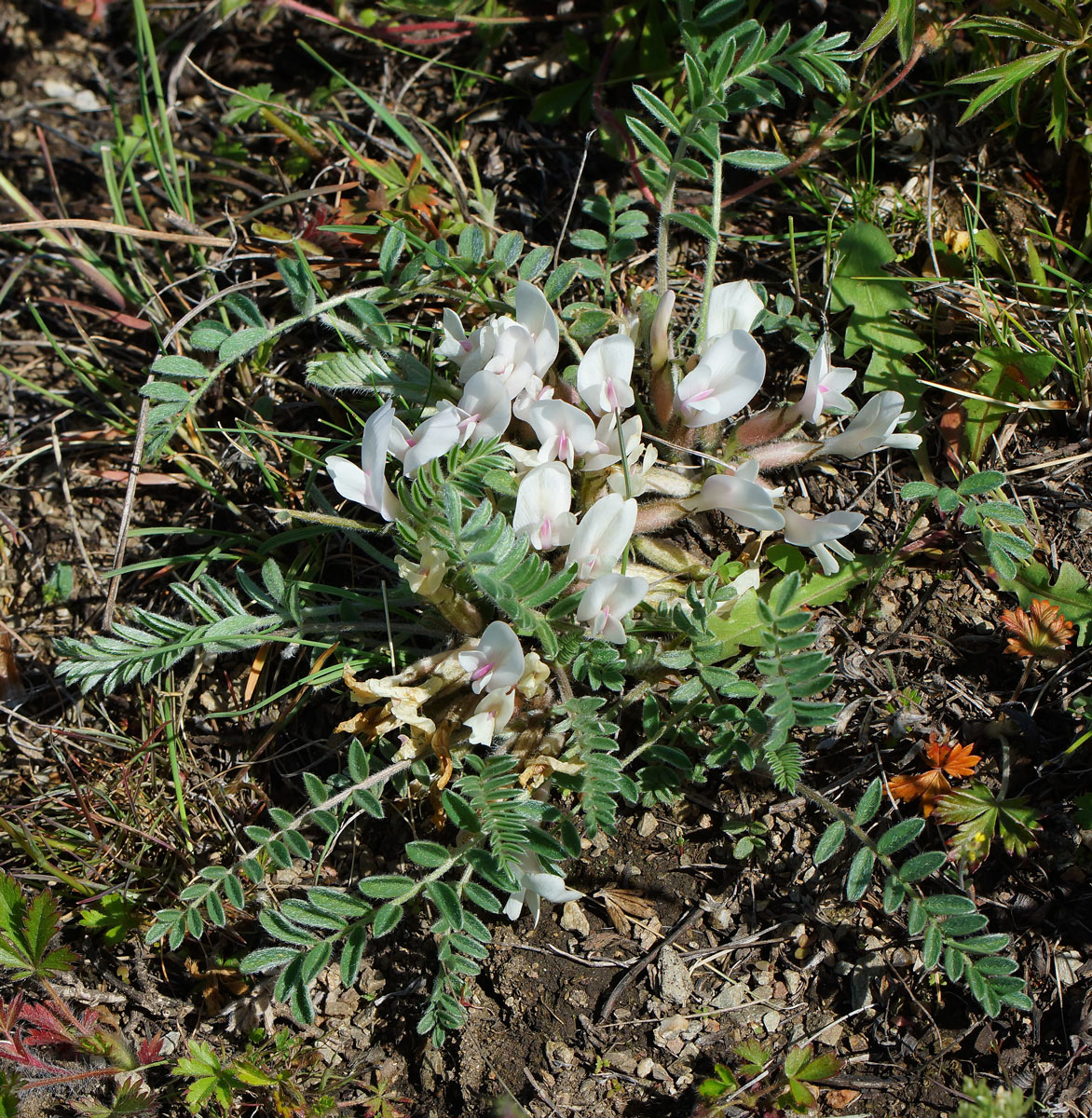 Изображение особи Astragalus testiculatus.