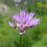 Allium griffithianum. Соцветие. Таджикистан, Хатлонская обл., Ховалингский р-н, окр. с. Зелолак, низовье р. Обипитоуду - левого притока р. Яхсу, ур. Саридашт, юганник. 06.06.2018.