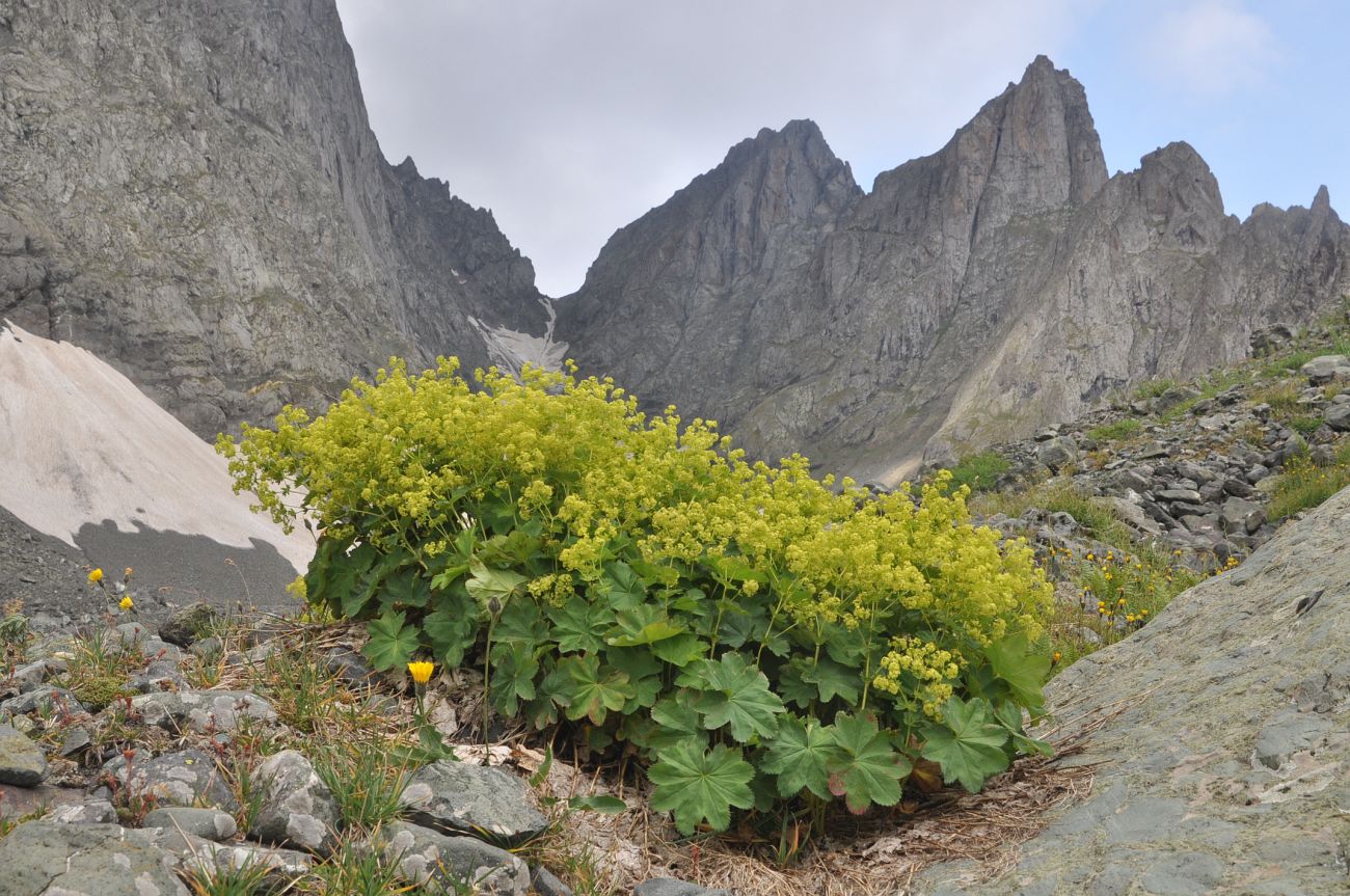 Image of genus Alchemilla specimen.