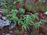 Phlomis fruticosa. Растения с прошлогодними сухими соплодиями. Турция, национальный парк Олимпос-Бейдаглары, мыс Гелидония, опушка соснового леса, каменистый склон. 04.01.2019.