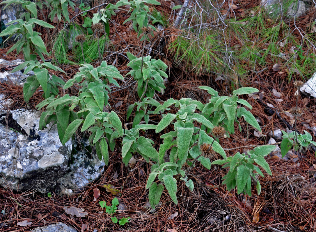 Изображение особи Phlomis fruticosa.