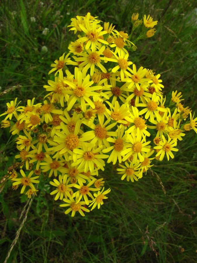 Image of Senecio jacobaea specimen.