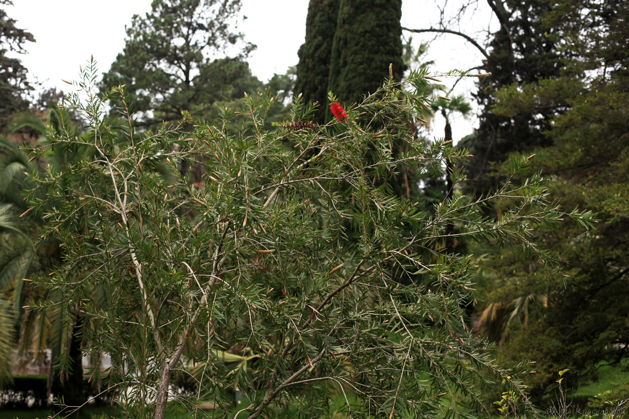 Image of Callistemon phoeniceus specimen.