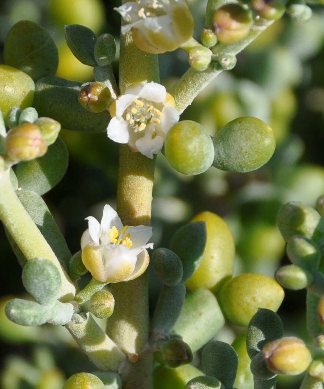 Image of Tetraena alba specimen.