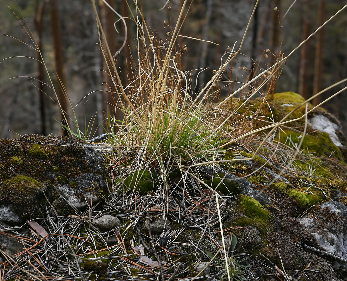 Image of Elytrigia reflexiaristata specimen.