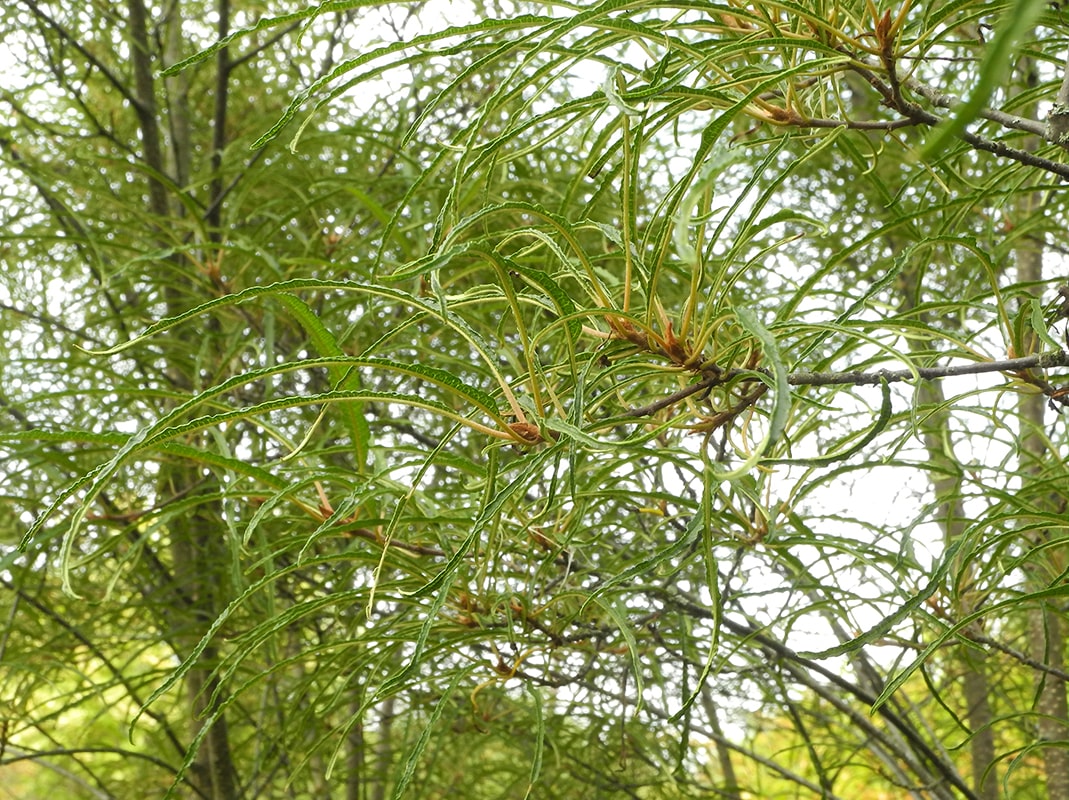 Image of Frangula alnus specimen.