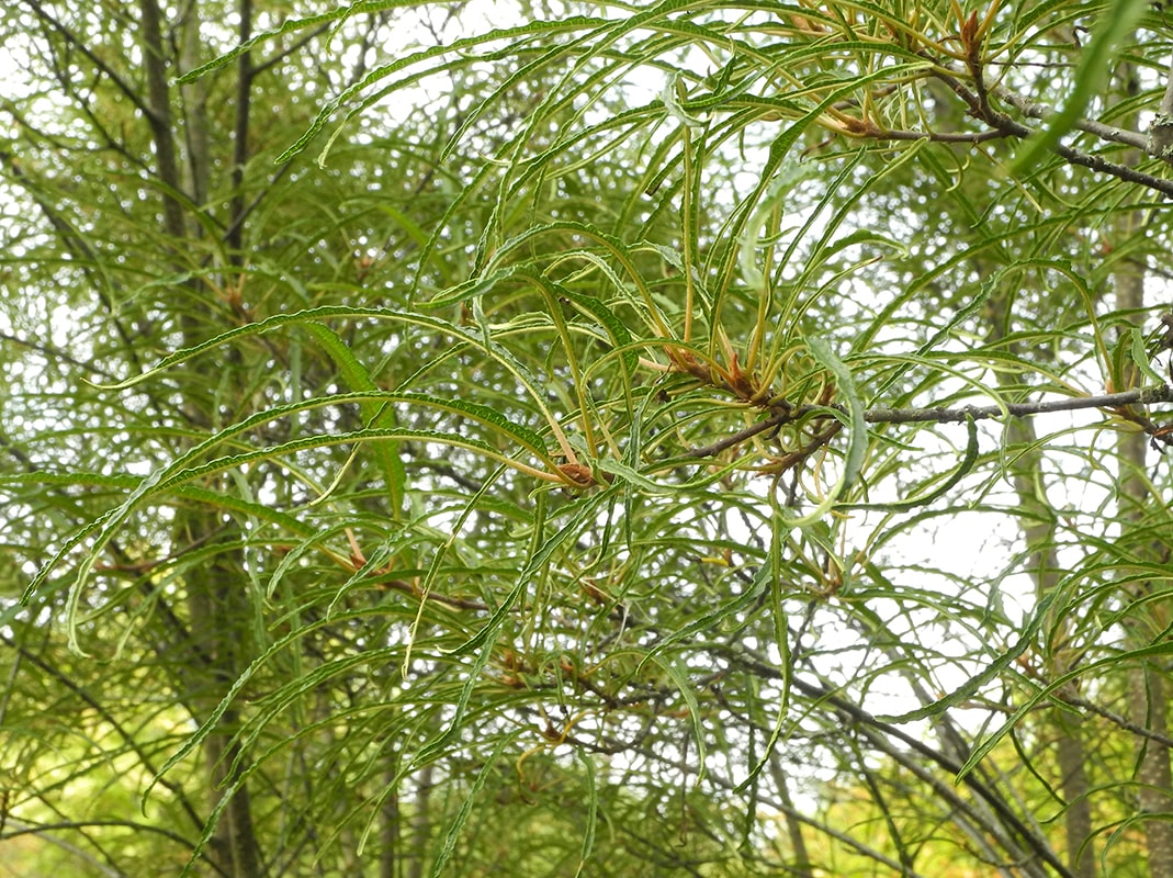 Изображение особи Frangula alnus.