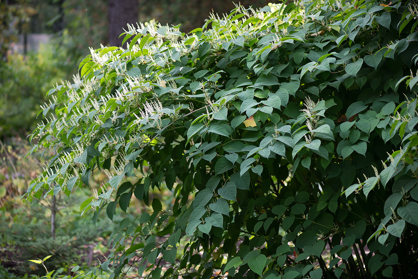 Изображение особи Reynoutria japonica.