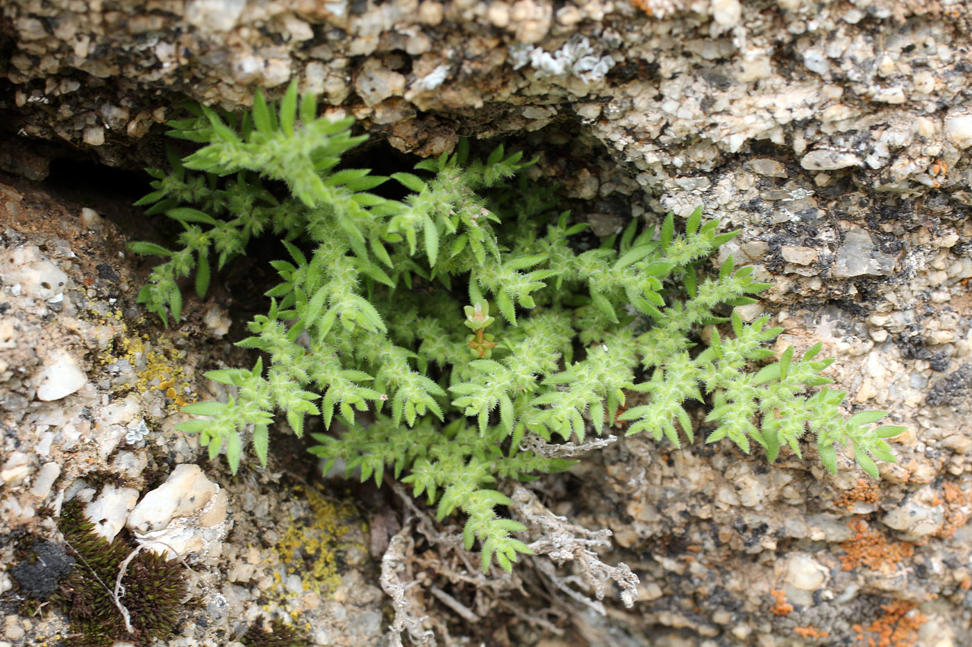 Изображение особи Herniaria cinerea.