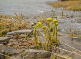 Petasites radiatus. Цветущие растения. Башкортостан, Гафурийский р-н, долина р. Зилим выше. дер. Толпарово, устье левобережного ручья. 4 мая 2019 г.